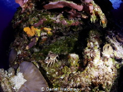 Crab by coral Heads by Daniel Waldman 